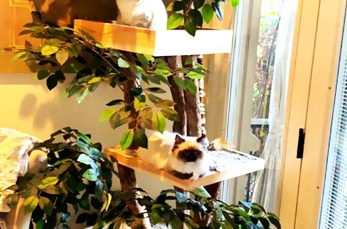 10 Incredible Cat Trees You Must See