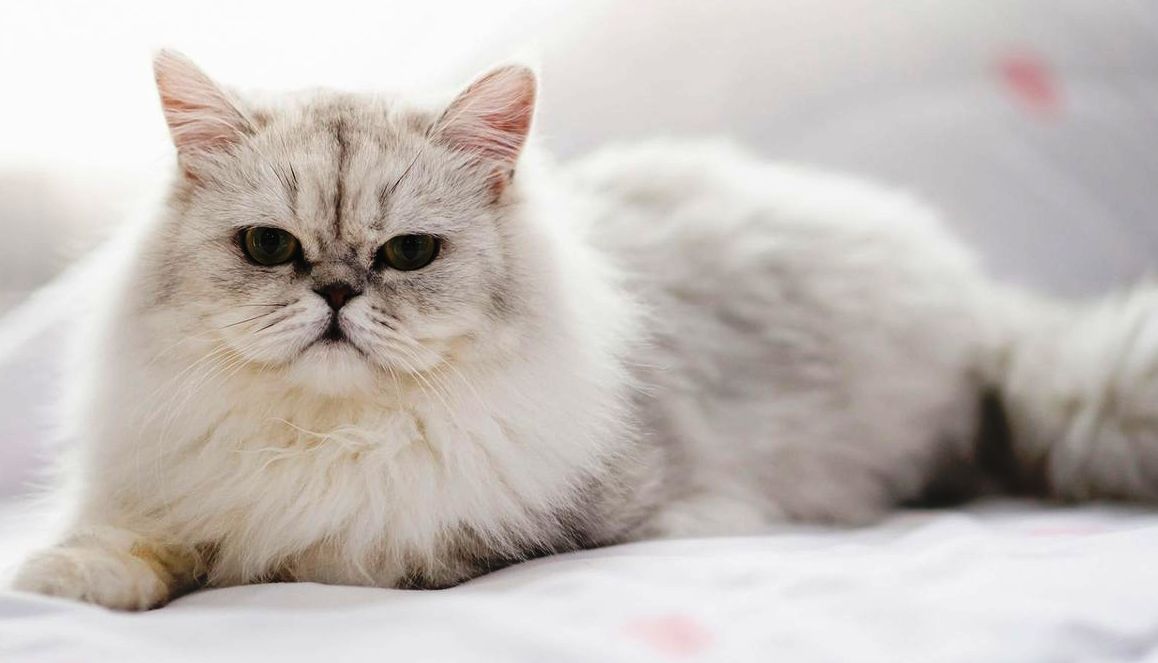 12 Most Popular Gray And White Cat Breeds 