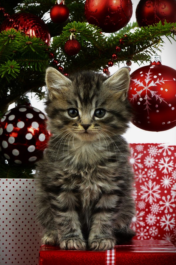 Cats Who Are Obsessed With Christmas