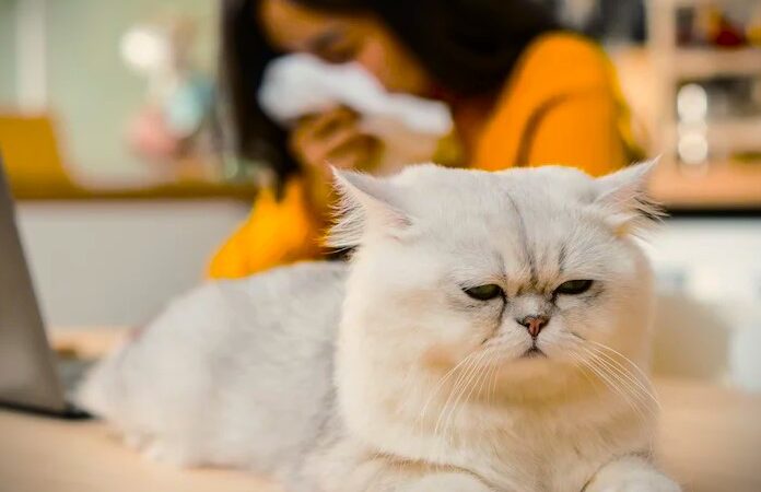 How to Control Cat Dander and Avoid Allergies