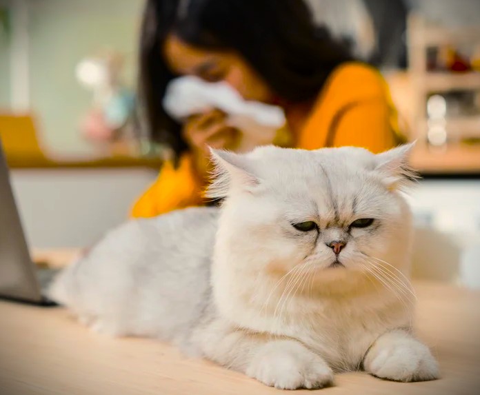 How to Control Cat Dander and Avoid Allergies