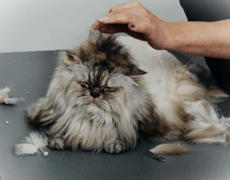 How to Detangle Matted Cat Fur Without Hurting Your Cat
