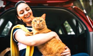 How to Help Your Cat Enjoy Car Travel