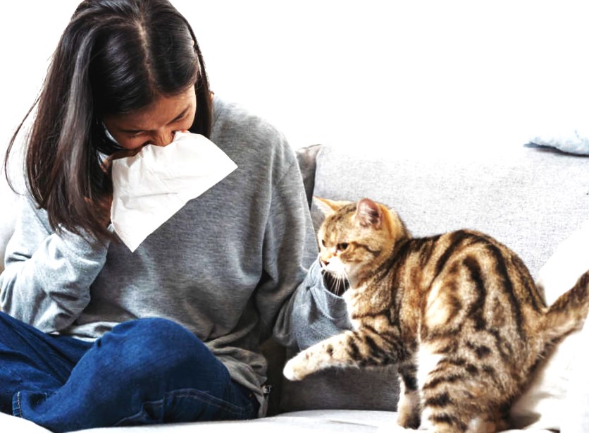How to Live with Cats Even If You Have Allergies