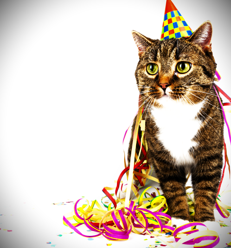 How to Throw a Cat-tastic Birthday Party for Your Furry Friend