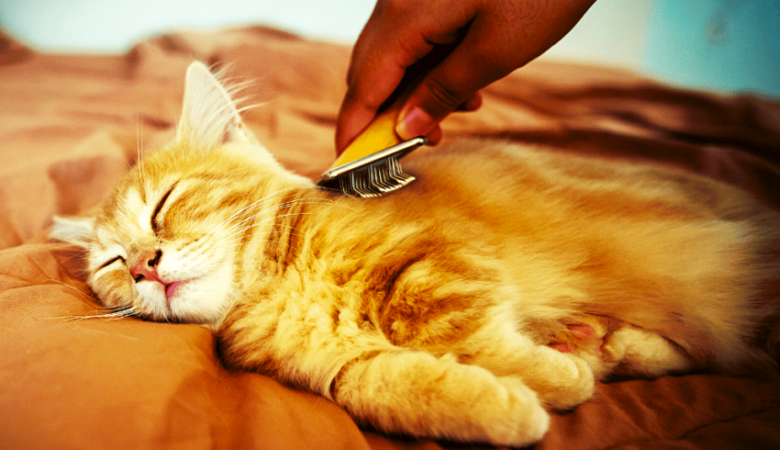 The Difference Between Cat Hair and Fur What You Need to Know