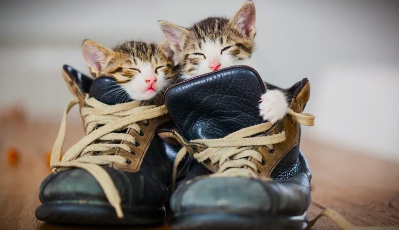 Why Cats Love Shoes