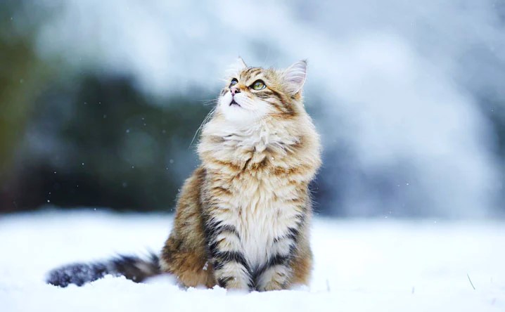 116 Winter Cat Names The Purrfect Picks for Your Cold-Weather Kitty