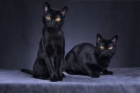 Black Cat Breeds 11 Black Cat Breeds That Aren't Creepy