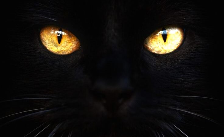 Cats and Their Mesmerizing Eyes Unraveling the Secrets Behind Their Enigmatic Gaze