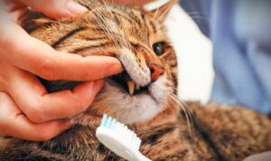 How to Brush Your Cat's Teeth