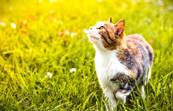 Should You Let Your Indoor Cat Go Outside Weighing the Risks and Benefits of Outdoor Access for Felines