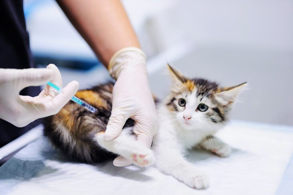 The Average Adult Cat Vaccination Schedule Keeping Your Feline Friend Healthy